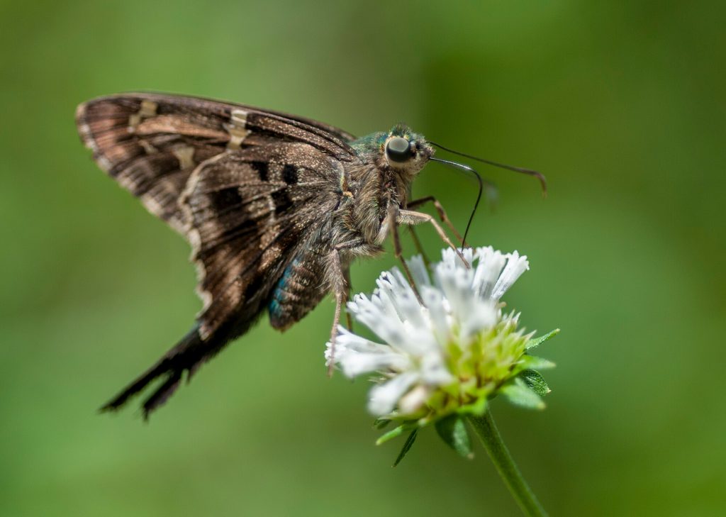 Long-tailed skipper (Urbanus proteus) butterfly feeding from a cluster of white flower