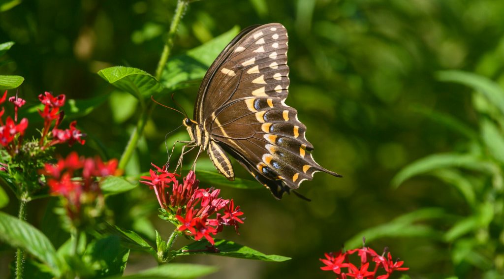 Palamedes swallowtail feeding from a cluster of red Pentas flowers