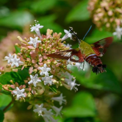 Hummingbird clearwing moth feeding from a cluster of Chinese abelia white flowers