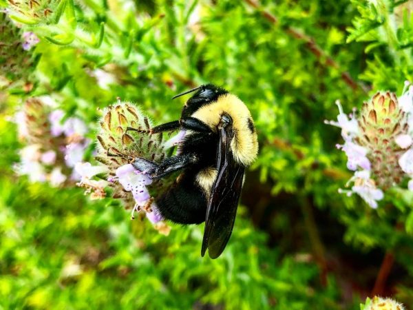 close up on of a fuzzy yellow and black bee that has landed on the closed bud of a flower that has tiny freckles petals popping out