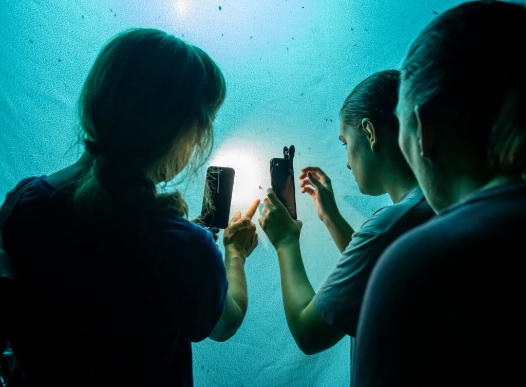 people photographing insects with cellphone cameras.