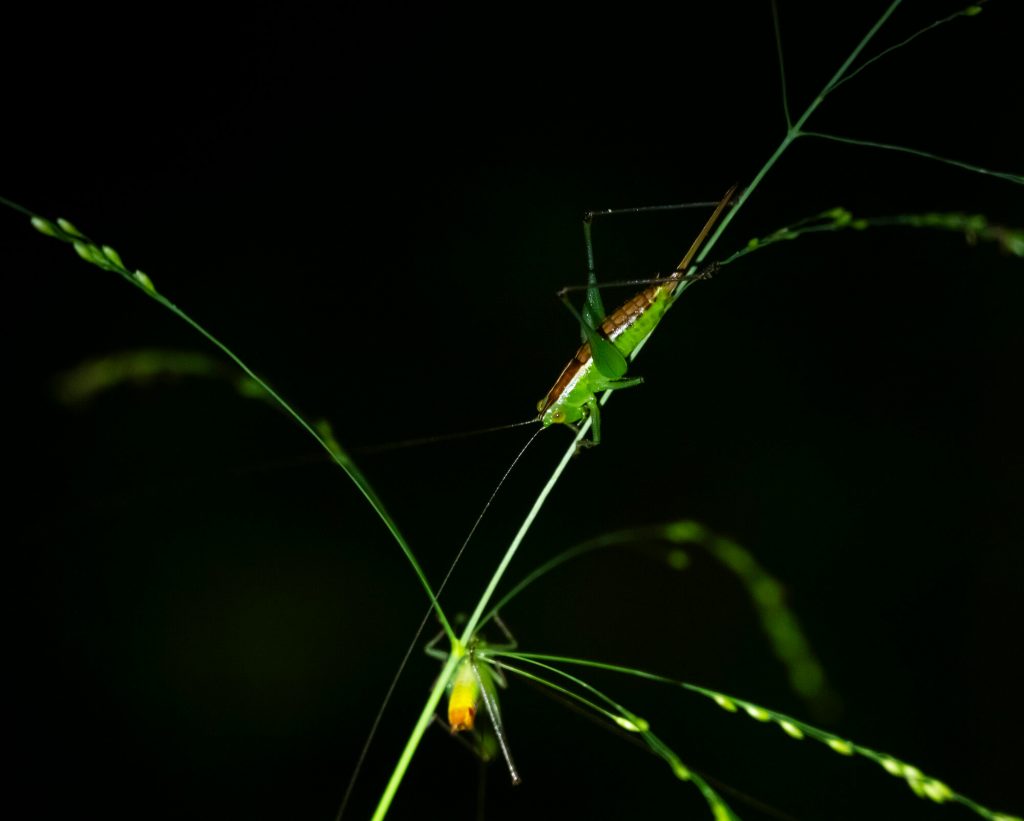 Close up of grass hoppers.