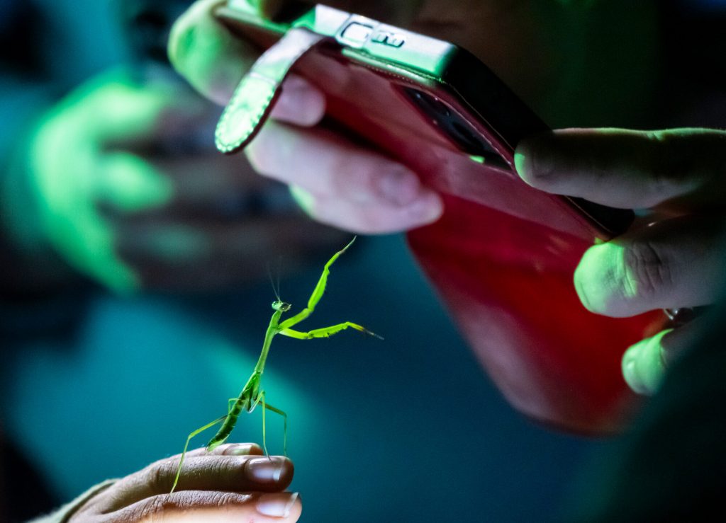 Close up of cellphone being used to photograph mantis