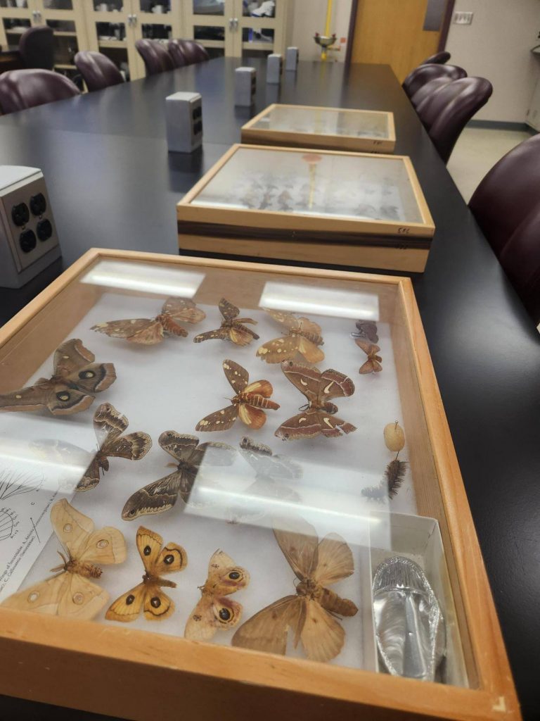 specimen drawers with a variety of pinned moths