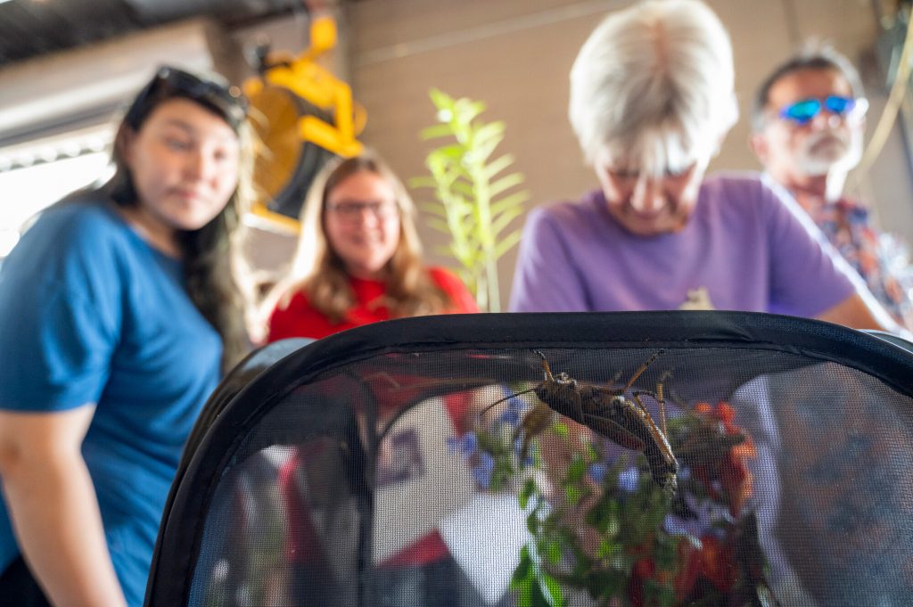 close up of grasshopper in fabric terrarium