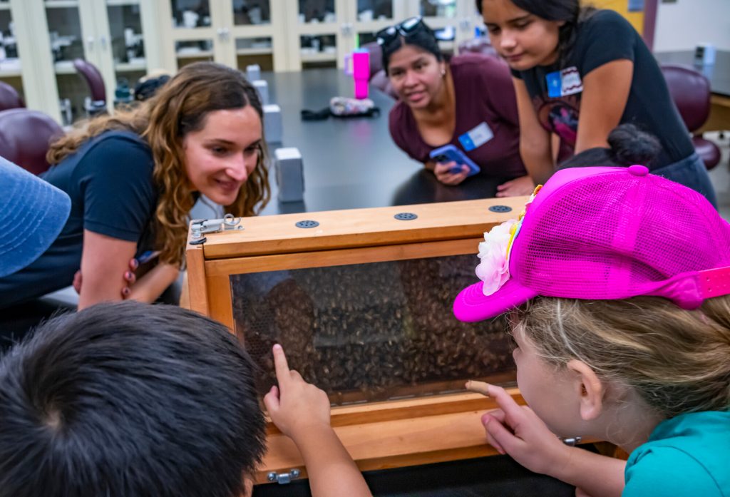 Children look at bee in an observation bee hive on display for the Family Discovery Camp: Bees.