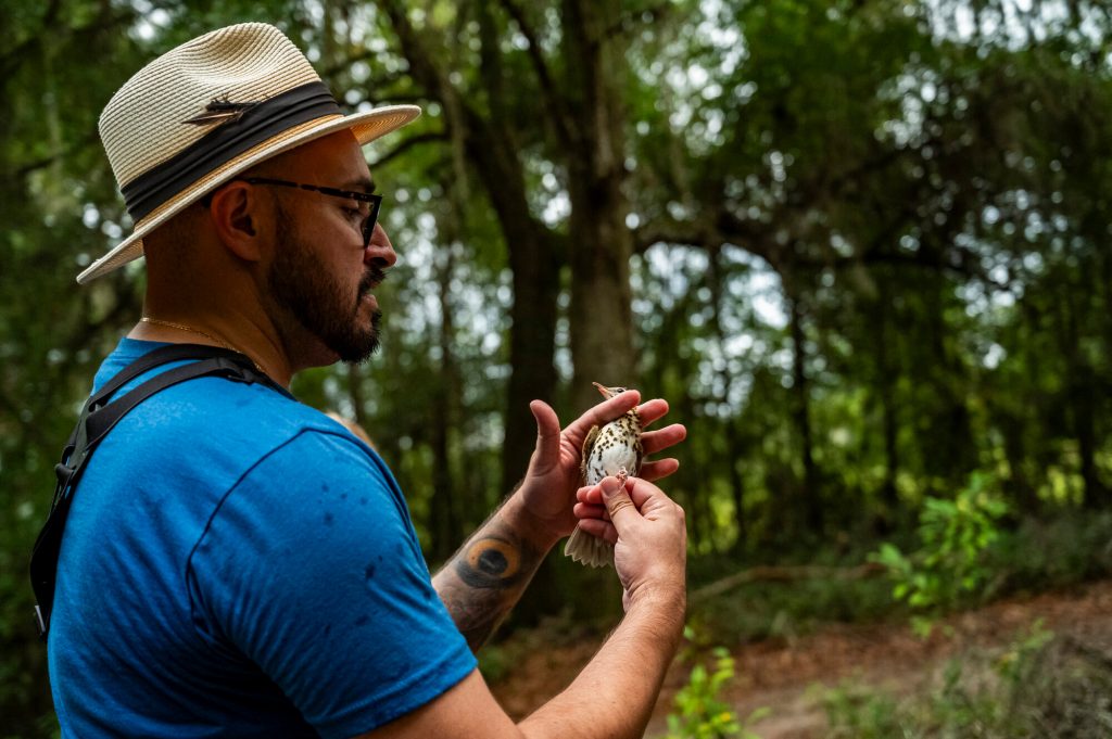 person in a blue Florida Museum shirt holds a captured bird