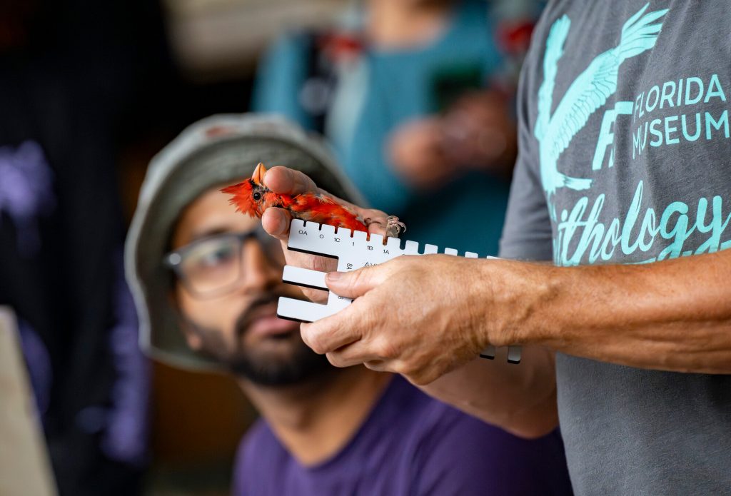 Charlie Muise measuring a red cardinal