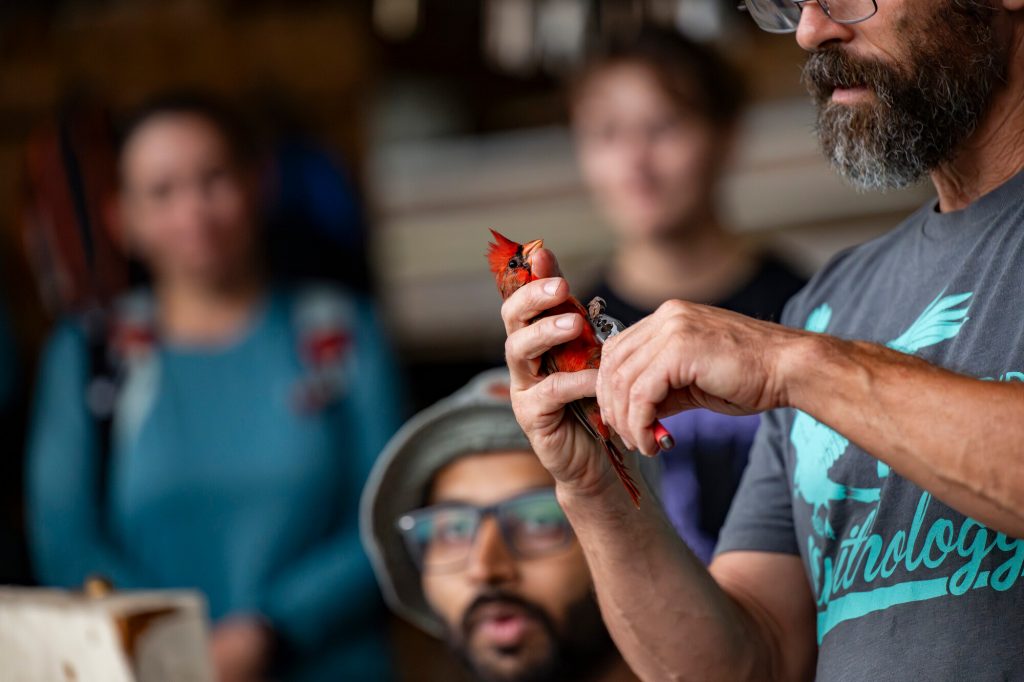 Charlie Muise banding a red cardinal