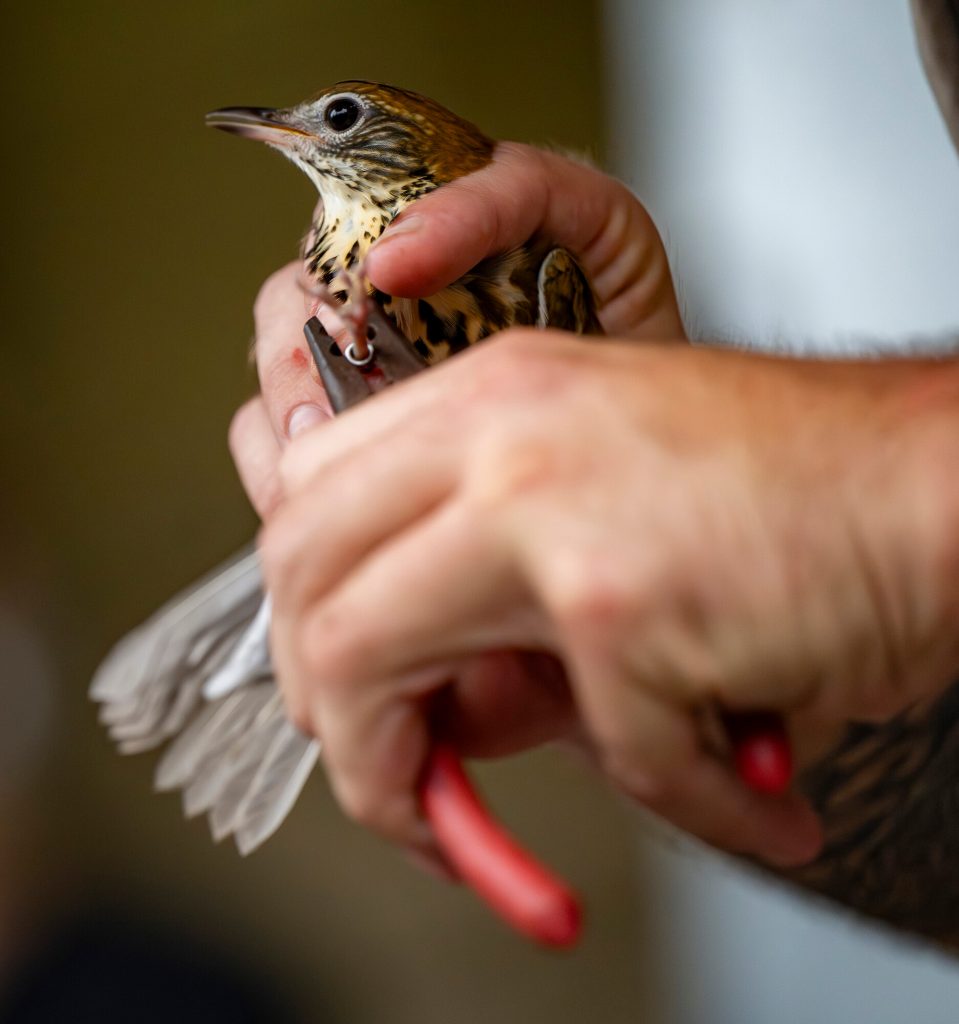 a band being placed around the leg of a bird