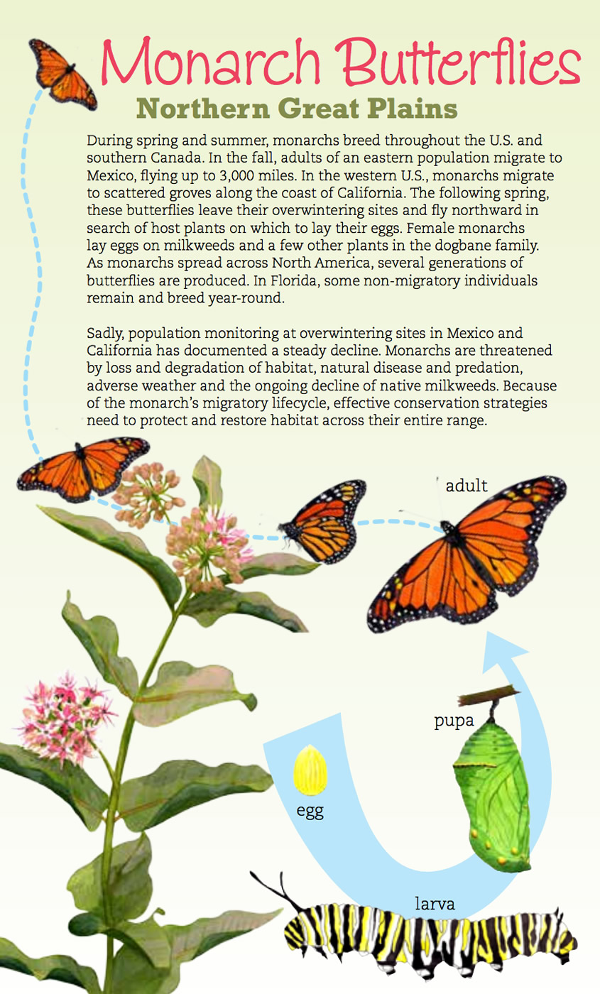 Butterfly Brochures & Resources – Discover Butterflies & Moths