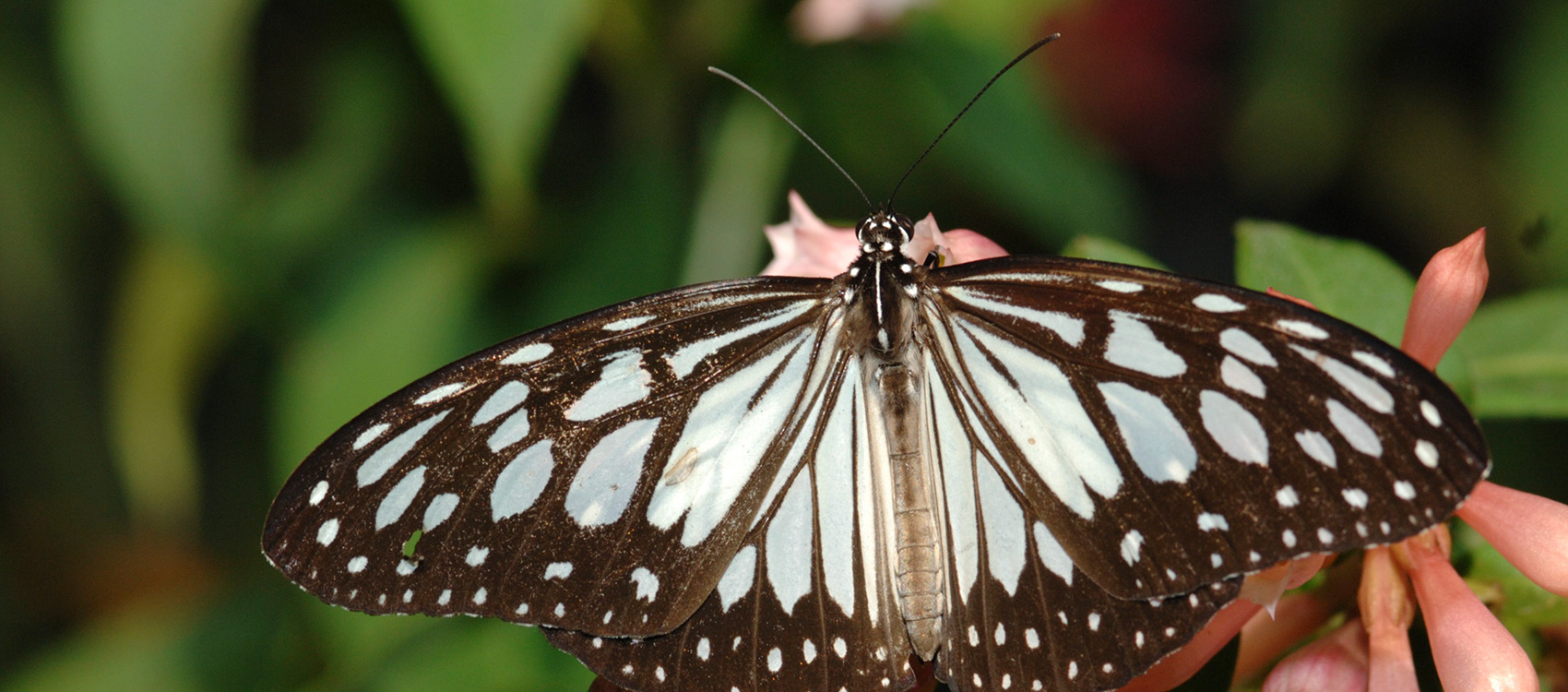 How do butterflies smell? And what about moths? - Discover Wildlife