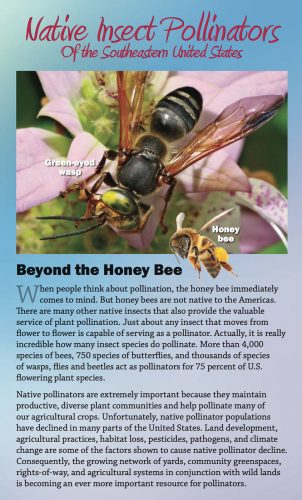Native Insect Pollinators of the SE U.S. brochure cover