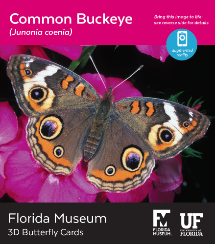 Common Buckeye butterfly 3D card