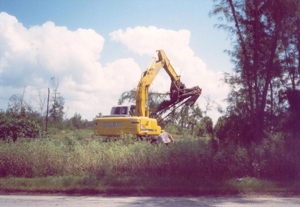 pine trees being removed