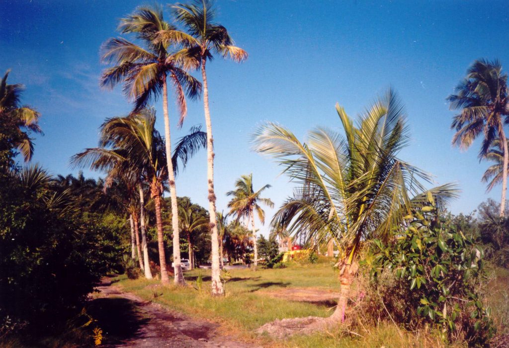 large palm trees
