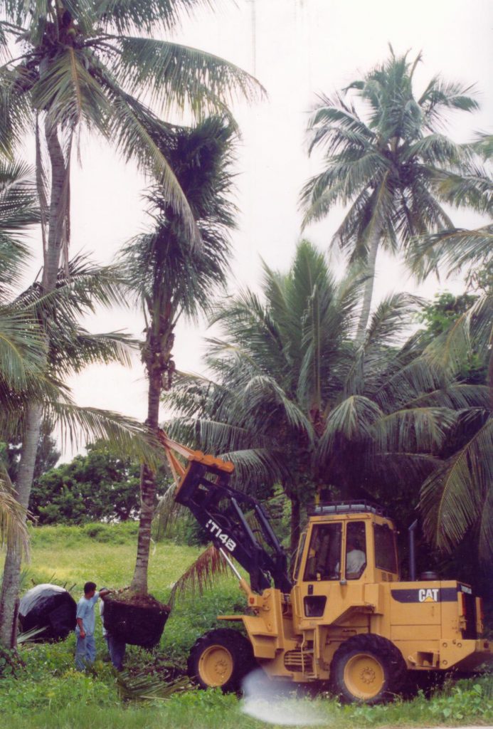 large palms being removed