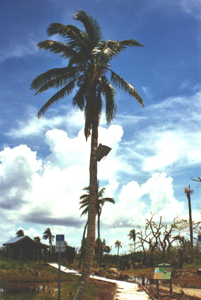 palm tree