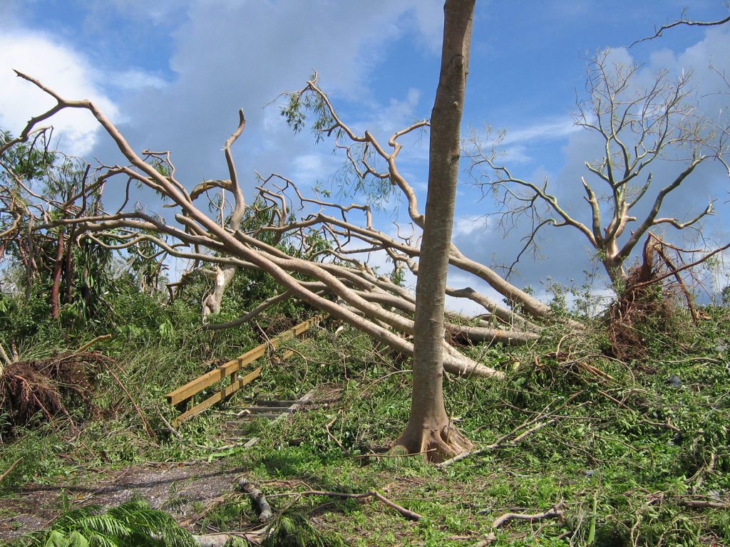 many downed trees