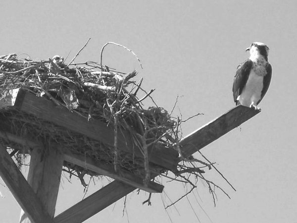 photo of osprey sitting next to a nest build on a nesting platform