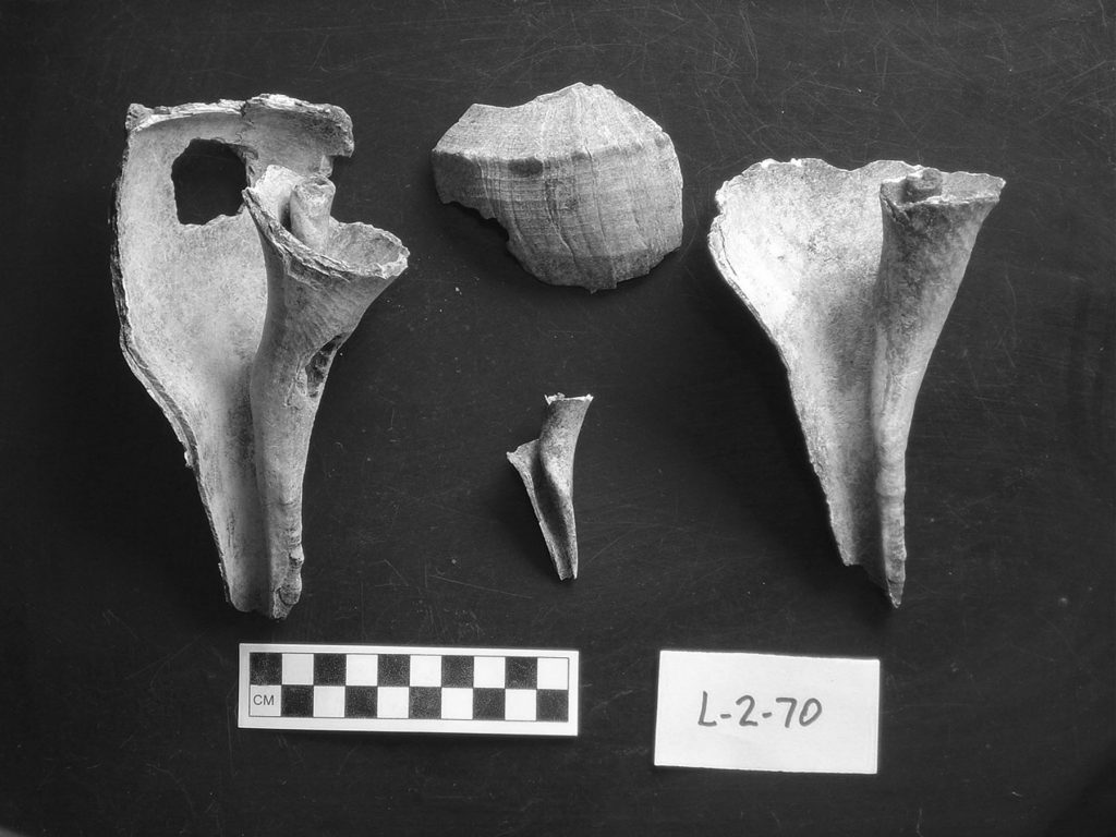 black and white photo of whelk fragments