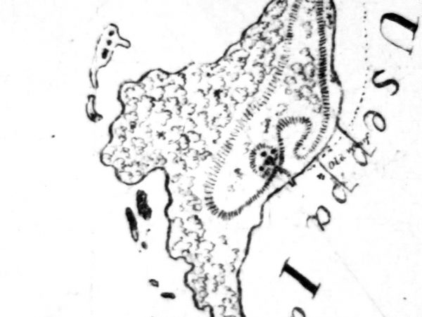 1859 map of Useppa Island