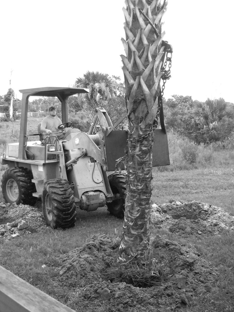 person uses a tractor to position a large tree for planting
