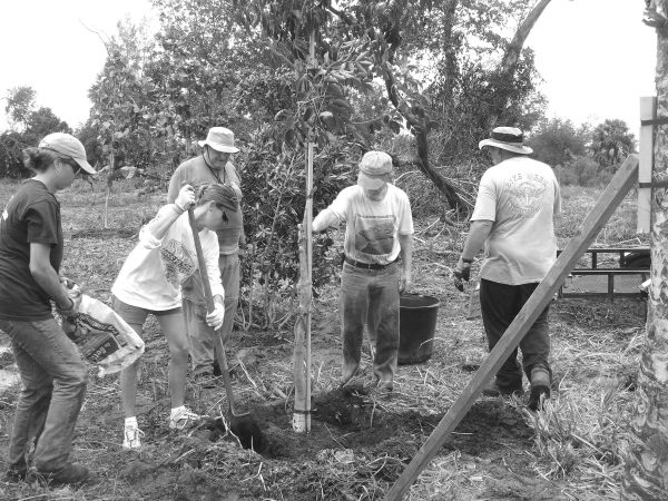 several people dig around a newly planted tree