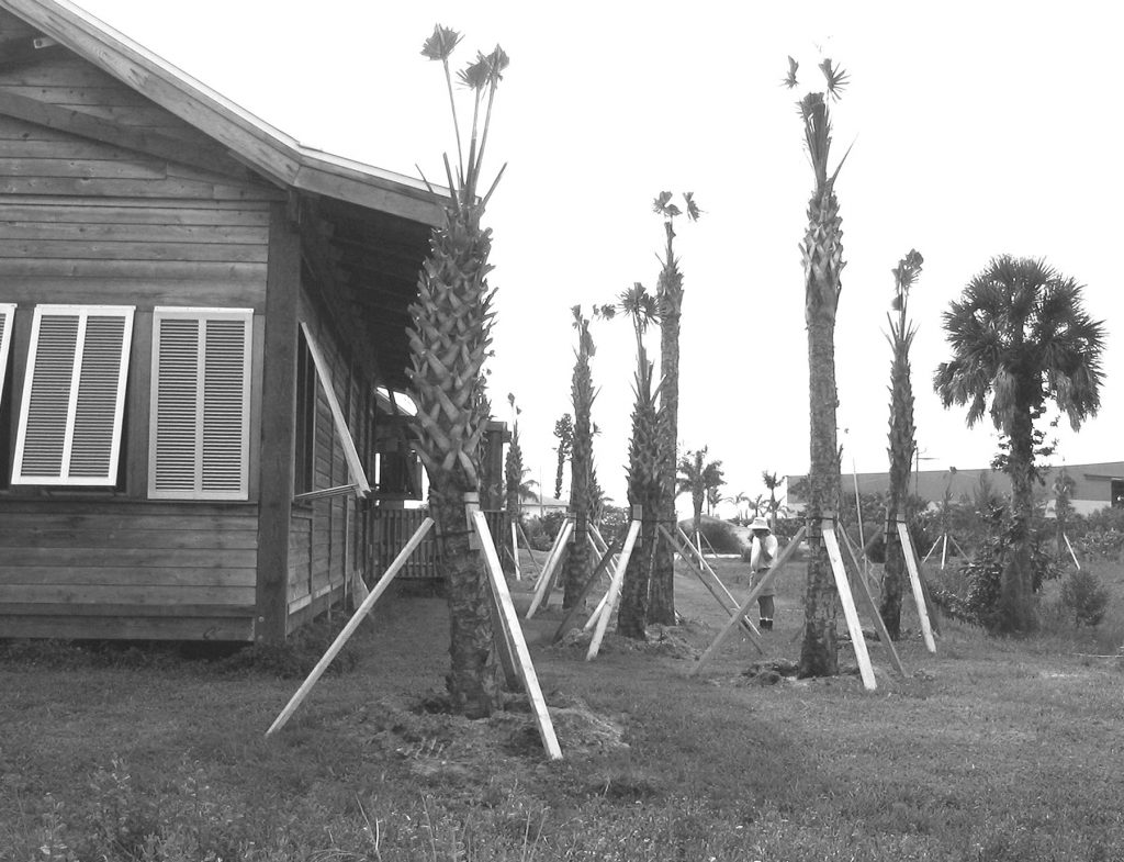 Newly planted trees with braces to hold them up