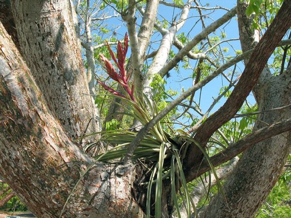 bromeliad plant in the branches of a tree