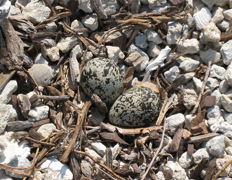 two spotted eggs in a next on the ground surrounded by sticks and rocks