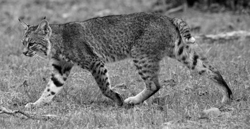 back and white photo of a bobcat 