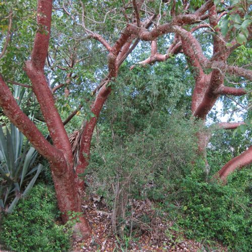 tree with distinct red trunks and branches