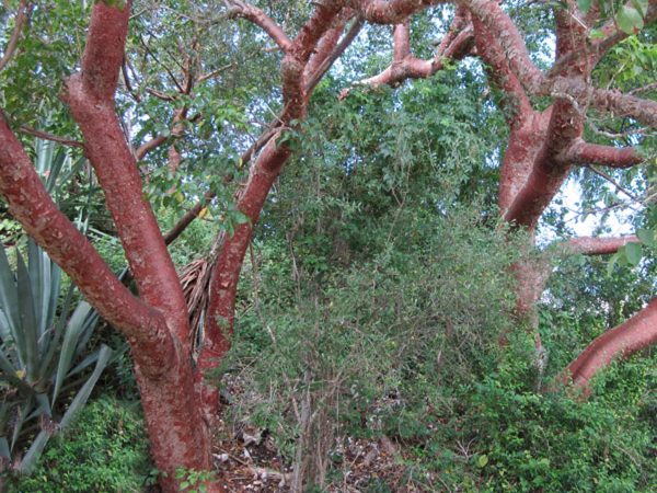 tree with distinct red trunks and branches
