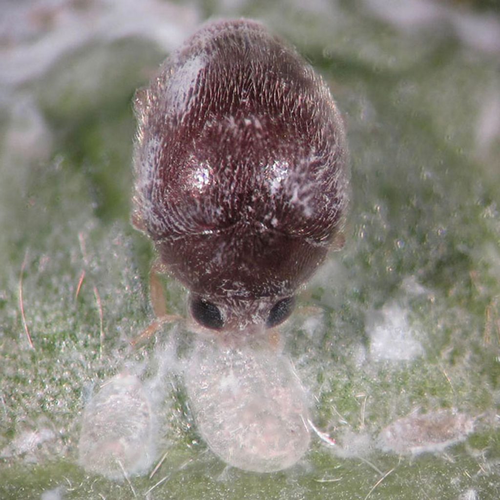 brown beetle feeding on smaller whitefly