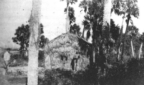 black and white photo of a thatch hut