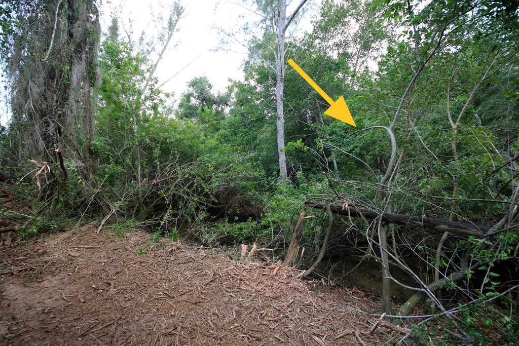 a yellow arrow pointing at thin tree