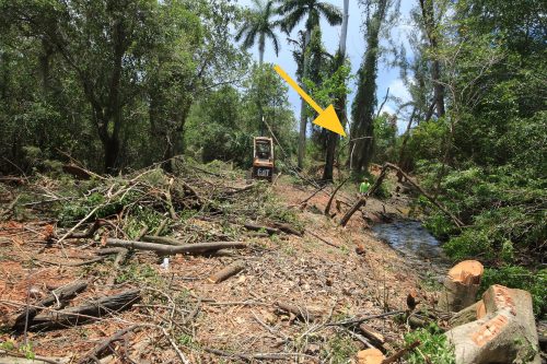 a yellow arrow pointing at thin tree