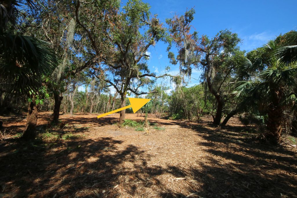 a yellow arrow pointing at thin tree