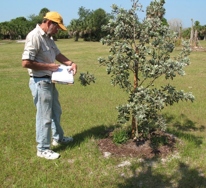 Tagging a newly planted silver buttonwood tree