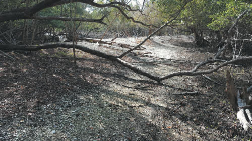 water courts at Mound Key