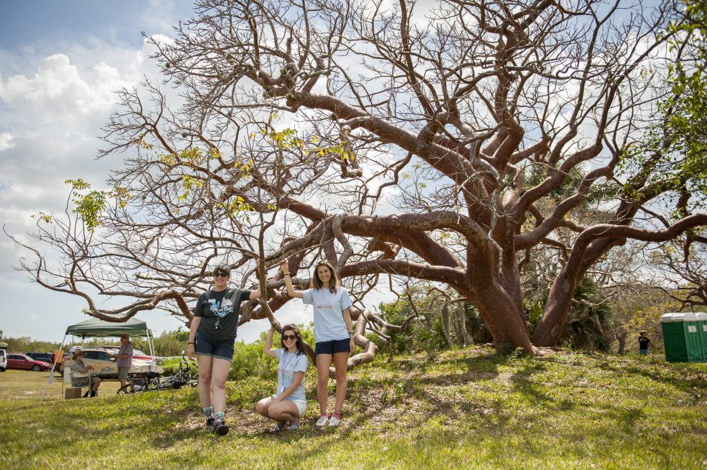 three-at-trees