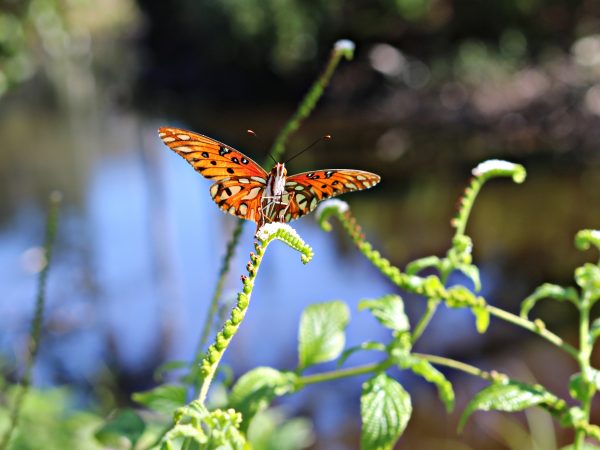 Gulf fritillary butterfly