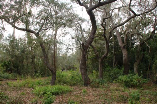 Smith Mound parcel - upland area