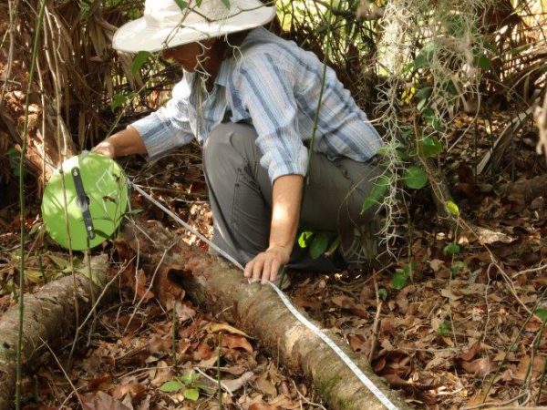 Measuring saw palmettos on the Smith Mound parcel reveals that they are over 500 years old. (Photo by Laura Coglan.)