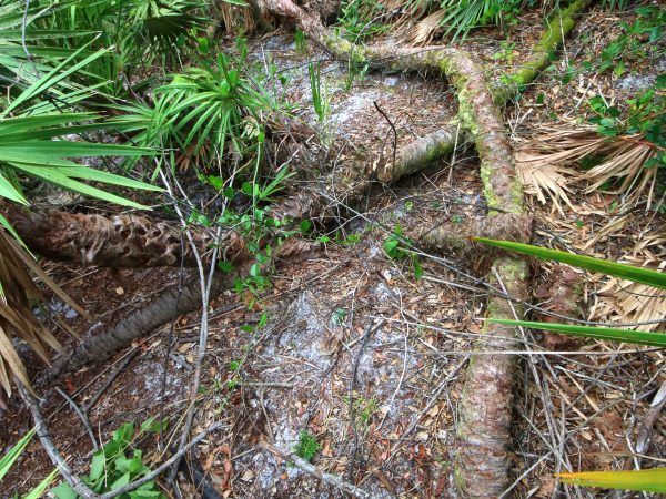 The length of the saw palmetto trunk, or ramet, is related to its age. (Photo by Charles O'Connor.)