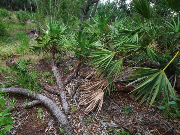 Branching ramets of saw palmetto (Serenoa repens) growing on the Smith Mound. (Photo by Charles O'Connor.)
