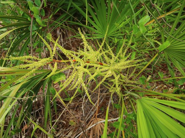 Saw palmetto flowers fuel hundreds of forest dwellers. (Photo by Charles O'Connor.)