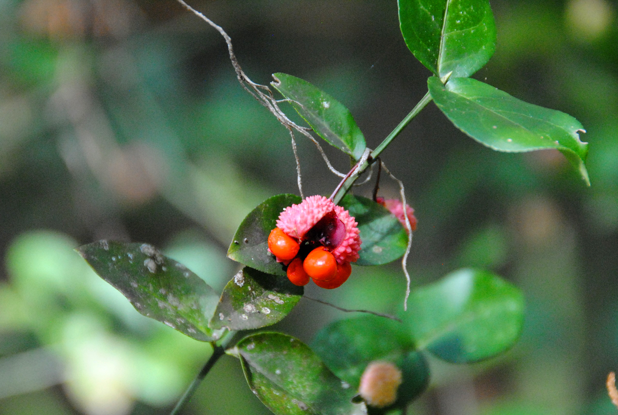 red seeds and fruit on green foliage