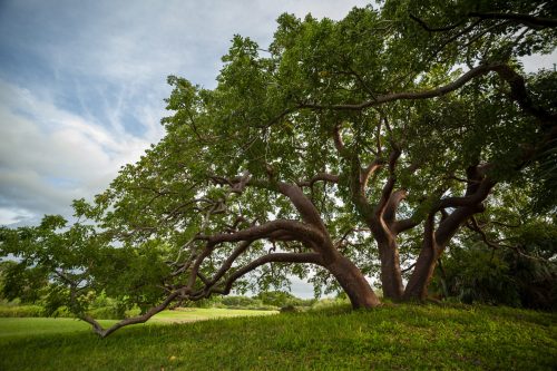 Triple-trunked Gumbo Limbo tree.